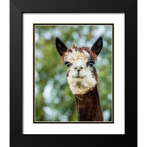 Alpaca Portrait II Black Modern Wood Framed Art Print with Double Matting by Stockton, Tyler