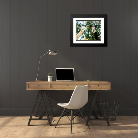 Alpaca Portrait III Black Modern Wood Framed Art Print with Double Matting by Stockton, Tyler