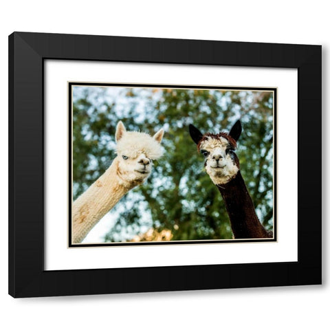 Alpaca Portrait III Black Modern Wood Framed Art Print with Double Matting by Stockton, Tyler