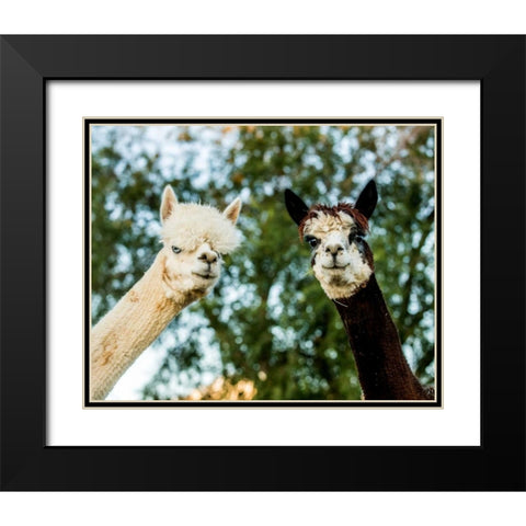 Alpaca Portrait III Black Modern Wood Framed Art Print with Double Matting by Stockton, Tyler