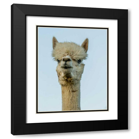 Alpaca Portrait IV Black Modern Wood Framed Art Print with Double Matting by Stockton, Tyler