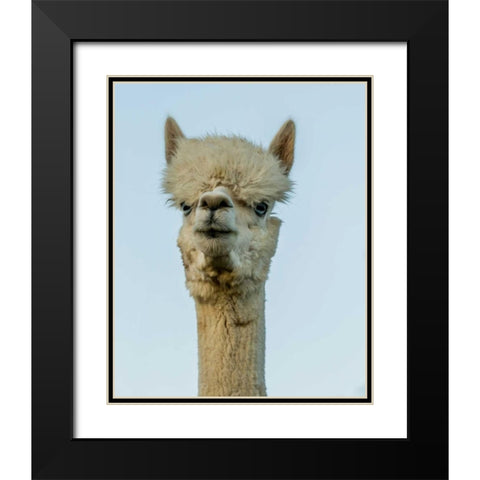 Alpaca Portrait IV Black Modern Wood Framed Art Print with Double Matting by Stockton, Tyler