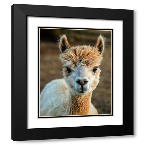 Alpaca Portrait V Black Modern Wood Framed Art Print with Double Matting by Stockton, Tyler