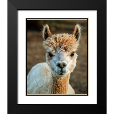 Alpaca Portrait V Black Modern Wood Framed Art Print with Double Matting by Stockton, Tyler