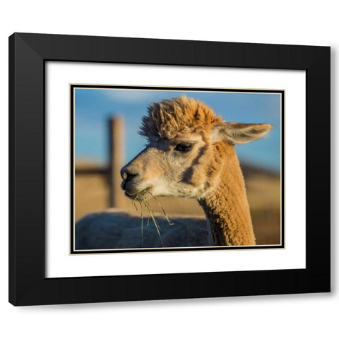 Alpaca Portrait VI Black Modern Wood Framed Art Print with Double Matting by Stockton, Tyler