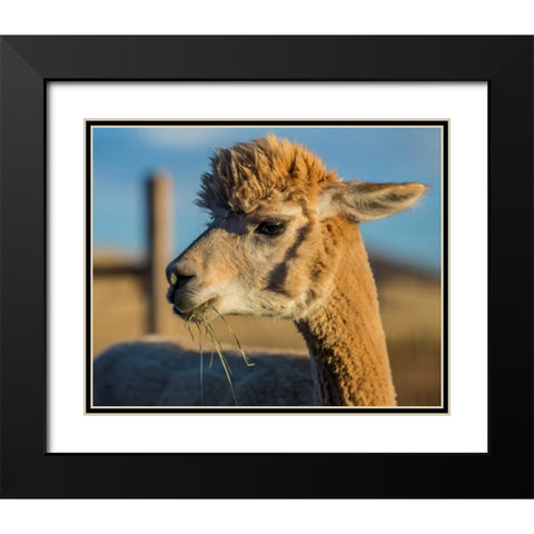 Alpaca Portrait VI Black Modern Wood Framed Art Print with Double Matting by Stockton, Tyler