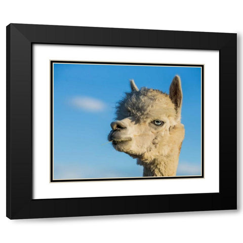 Alpaca Portrait VII Black Modern Wood Framed Art Print with Double Matting by Stockton, Tyler