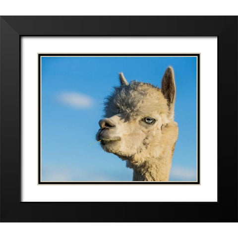 Alpaca Portrait VII Black Modern Wood Framed Art Print with Double Matting by Stockton, Tyler