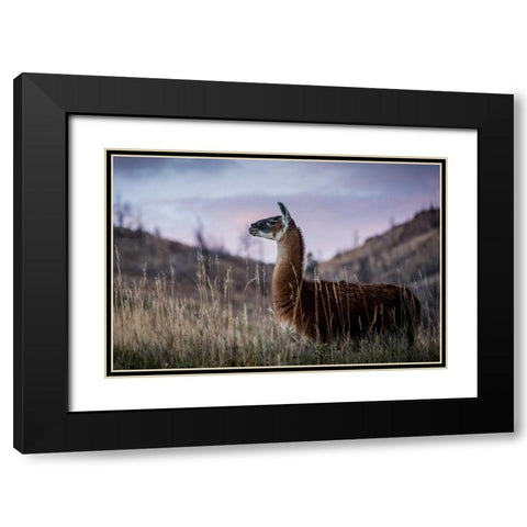 Llama Portrait I Black Modern Wood Framed Art Print with Double Matting by Stockton, Tyler