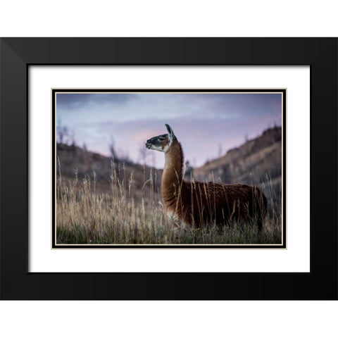 Llama Portrait I Black Modern Wood Framed Art Print with Double Matting by Stockton, Tyler
