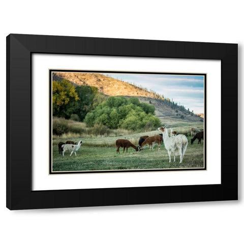 Llama Portrait II Black Modern Wood Framed Art Print with Double Matting by Stockton, Tyler