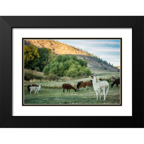Llama Portrait II Black Modern Wood Framed Art Print with Double Matting by Stockton, Tyler