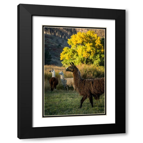 Llama Portrait III Black Modern Wood Framed Art Print with Double Matting by Stockton, Tyler