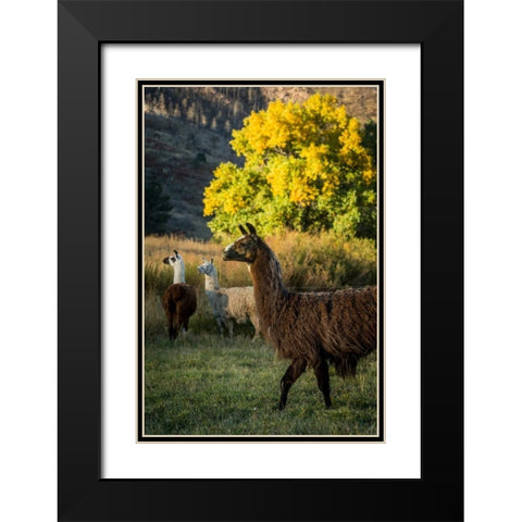 Llama Portrait III Black Modern Wood Framed Art Print with Double Matting by Stockton, Tyler