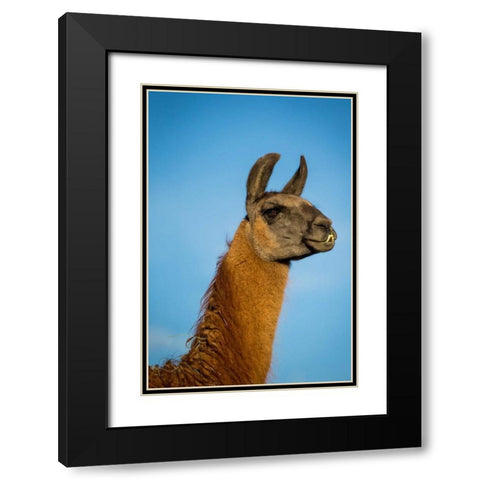 Llama Portrait IV Black Modern Wood Framed Art Print with Double Matting by Stockton, Tyler
