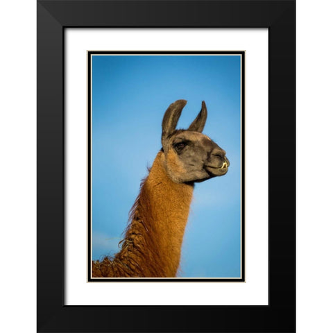 Llama Portrait IV Black Modern Wood Framed Art Print with Double Matting by Stockton, Tyler