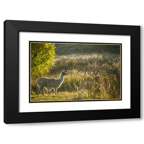 Llama Portrait V Black Modern Wood Framed Art Print with Double Matting by Stockton, Tyler