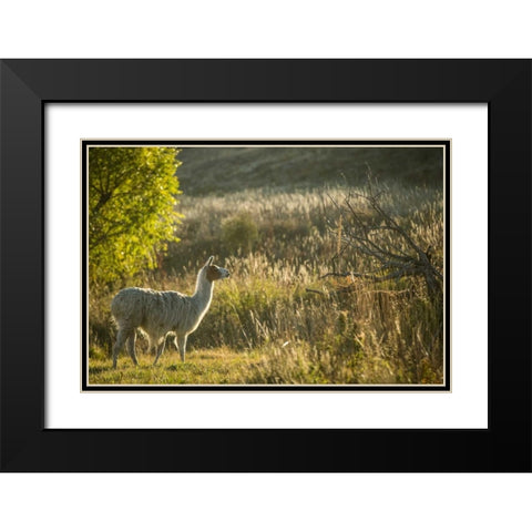 Llama Portrait V Black Modern Wood Framed Art Print with Double Matting by Stockton, Tyler