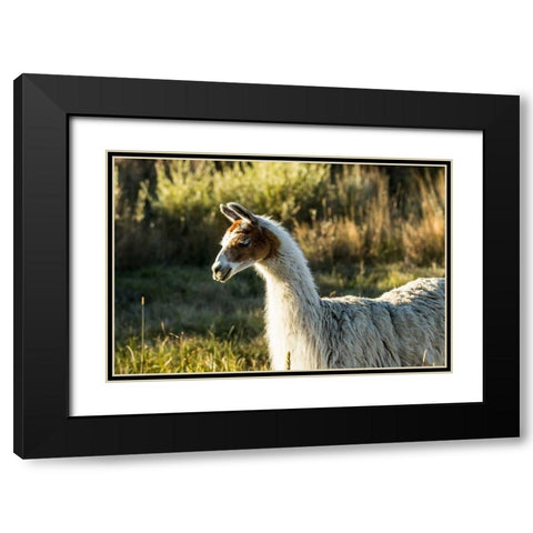 Llama Portrait VI Black Modern Wood Framed Art Print with Double Matting by Stockton, Tyler