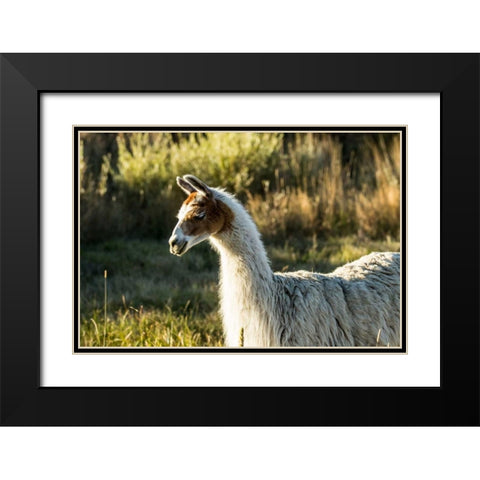 Llama Portrait VI Black Modern Wood Framed Art Print with Double Matting by Stockton, Tyler