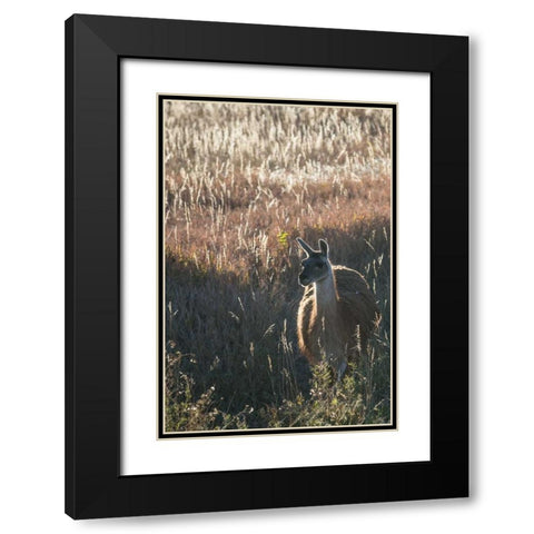Llama Portrait VII Black Modern Wood Framed Art Print with Double Matting by Stockton, Tyler