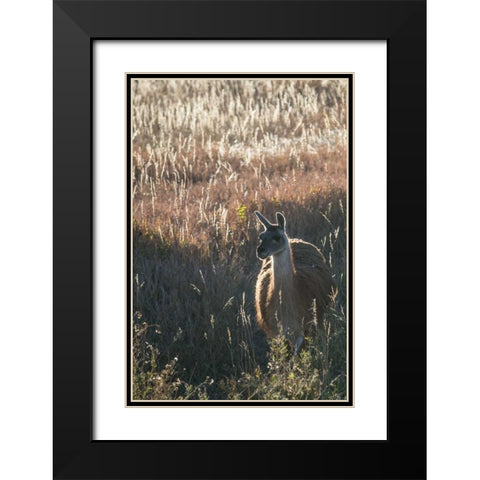 Llama Portrait VII Black Modern Wood Framed Art Print with Double Matting by Stockton, Tyler