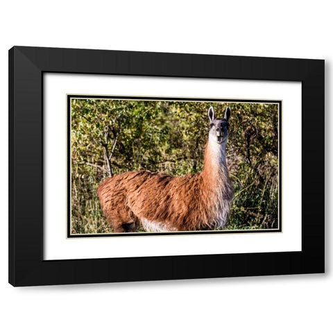 Llama Portrait VIII Black Modern Wood Framed Art Print with Double Matting by Stockton, Tyler