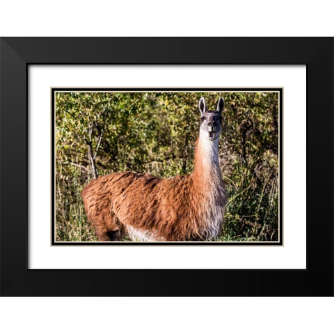 Llama Portrait VIII Black Modern Wood Framed Art Print with Double Matting by Stockton, Tyler