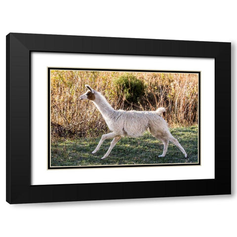 Llama Portrait IX Black Modern Wood Framed Art Print with Double Matting by Stockton, Tyler