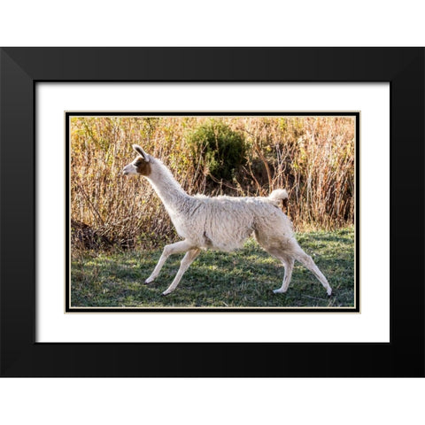 Llama Portrait IX Black Modern Wood Framed Art Print with Double Matting by Stockton, Tyler