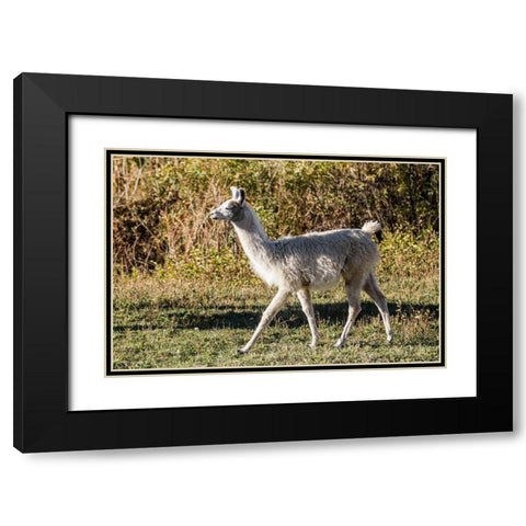 Llama Portrait X Black Modern Wood Framed Art Print with Double Matting by Stockton, Tyler