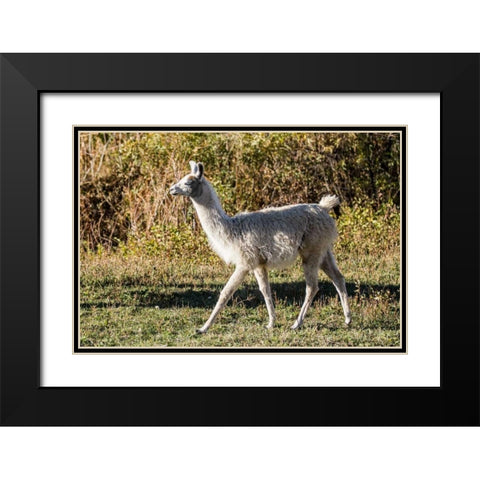 Llama Portrait X Black Modern Wood Framed Art Print with Double Matting by Stockton, Tyler
