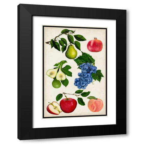 Fruit Collection I Black Modern Wood Framed Art Print with Double Matting by McCavitt, Naomi