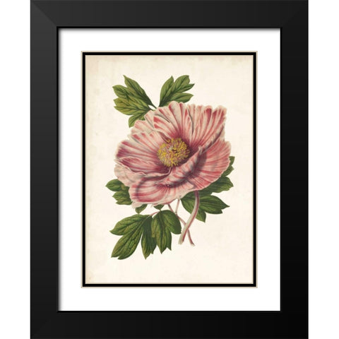 Striking Peony  Black Modern Wood Framed Art Print with Double Matting by Houtteano, Van