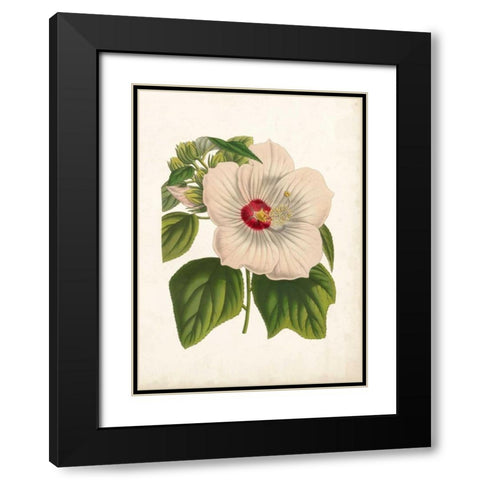 Striking Hibiscus Black Modern Wood Framed Art Print with Double Matting by Houtteano, Van