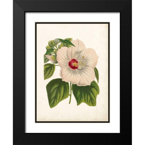 Striking Hibiscus Black Modern Wood Framed Art Print with Double Matting by Houtteano, Van