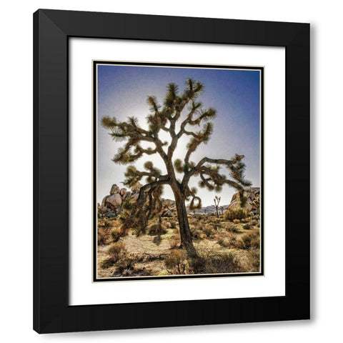 Views of Joshua Tree I Black Modern Wood Framed Art Print with Double Matting by Perry, Rachel