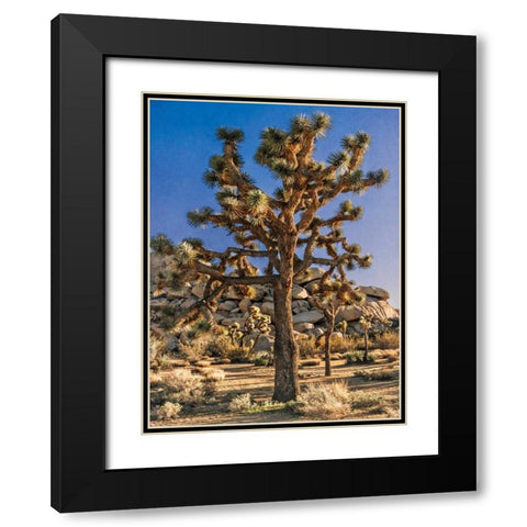 Views of Joshua Tree II Black Modern Wood Framed Art Print with Double Matting by Perry, Rachel
