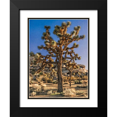 Views of Joshua Tree II Black Modern Wood Framed Art Print with Double Matting by Perry, Rachel