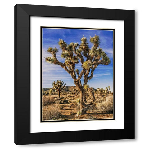 Views of Joshua Tree III Black Modern Wood Framed Art Print with Double Matting by Perry, Rachel