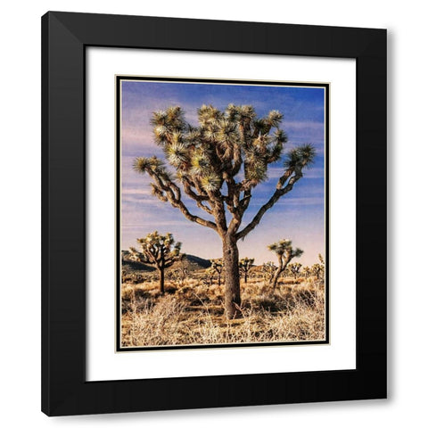 Views of Joshua Tree IV Black Modern Wood Framed Art Print with Double Matting by Perry, Rachel