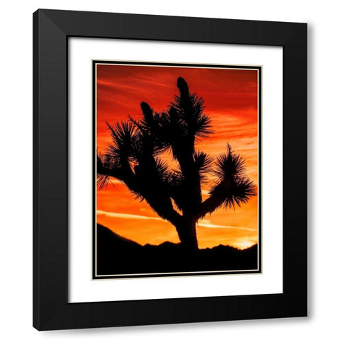 Views of Joshua Tree VI Black Modern Wood Framed Art Print with Double Matting by Perry, Rachel