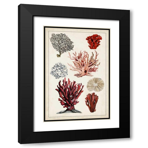 Antique Coral Study I Black Modern Wood Framed Art Print with Double Matting by McCavitt, Naomi