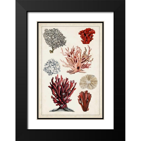 Antique Coral Study I Black Modern Wood Framed Art Print with Double Matting by McCavitt, Naomi