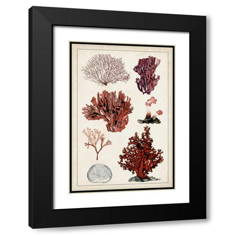Antique Coral Study II Black Modern Wood Framed Art Print with Double Matting by McCavitt, Naomi