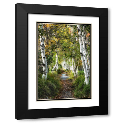 Birch Path I Black Modern Wood Framed Art Print with Double Matting by Head, Danny