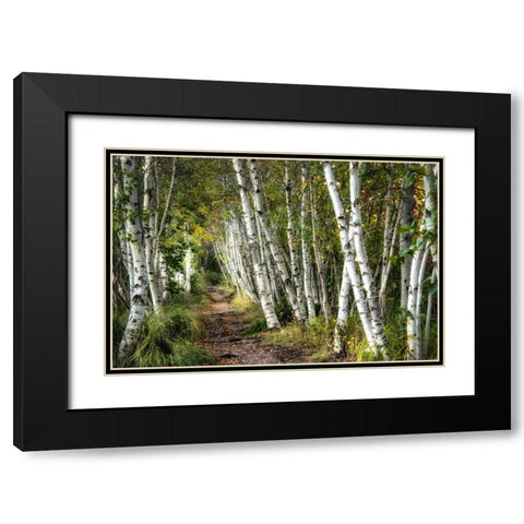 A Walk Through the Birch Trees Black Modern Wood Framed Art Print with Double Matting by Head, Danny