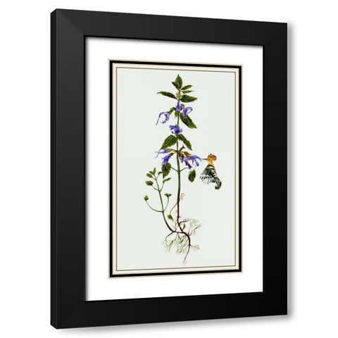 Salvia Miltiorrhiza II Black Modern Wood Framed Art Print with Double Matting by Wang, Melissa