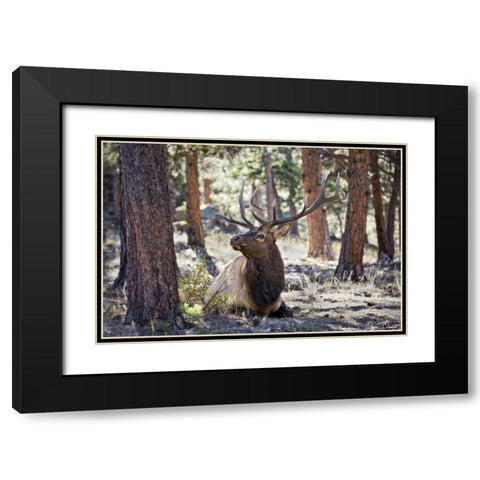 Elk Study I Black Modern Wood Framed Art Print with Double Matting by Drost, David