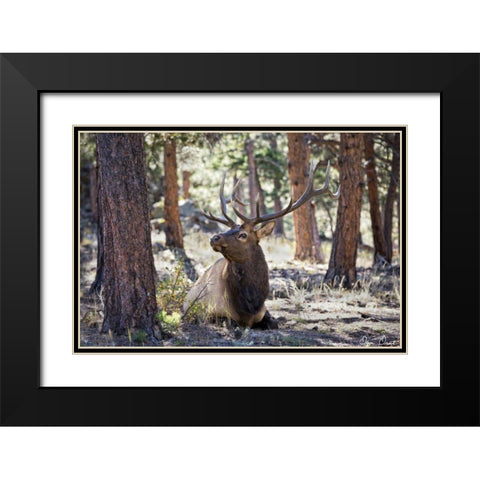 Elk Study I Black Modern Wood Framed Art Print with Double Matting by Drost, David